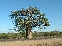 Баобаб на подъезде к Мессине