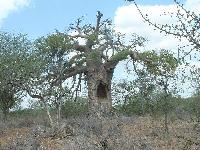 Один из баобабов в парке